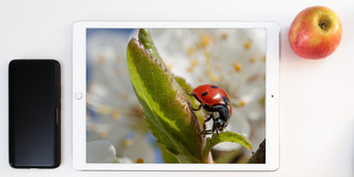 DigitaLe(h)r Frühling Tablet mit einem Foto von einem Marienkäfer auf einem Blatt, daneben ein Mobiltelefon und ein Apfel