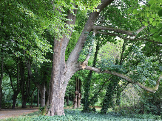 Foto: Ein großer Laubbaum umgeben von mehreren kleineren Bäumen