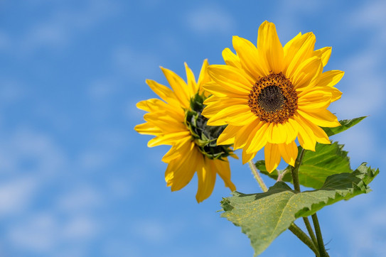Zwei Sonnenblumen vor blauem Himmel
