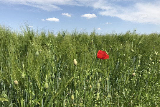 Mohnblumen vor einem Kornfeld