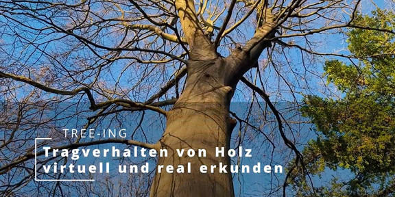 Eine Baumkrone ohne Blätter